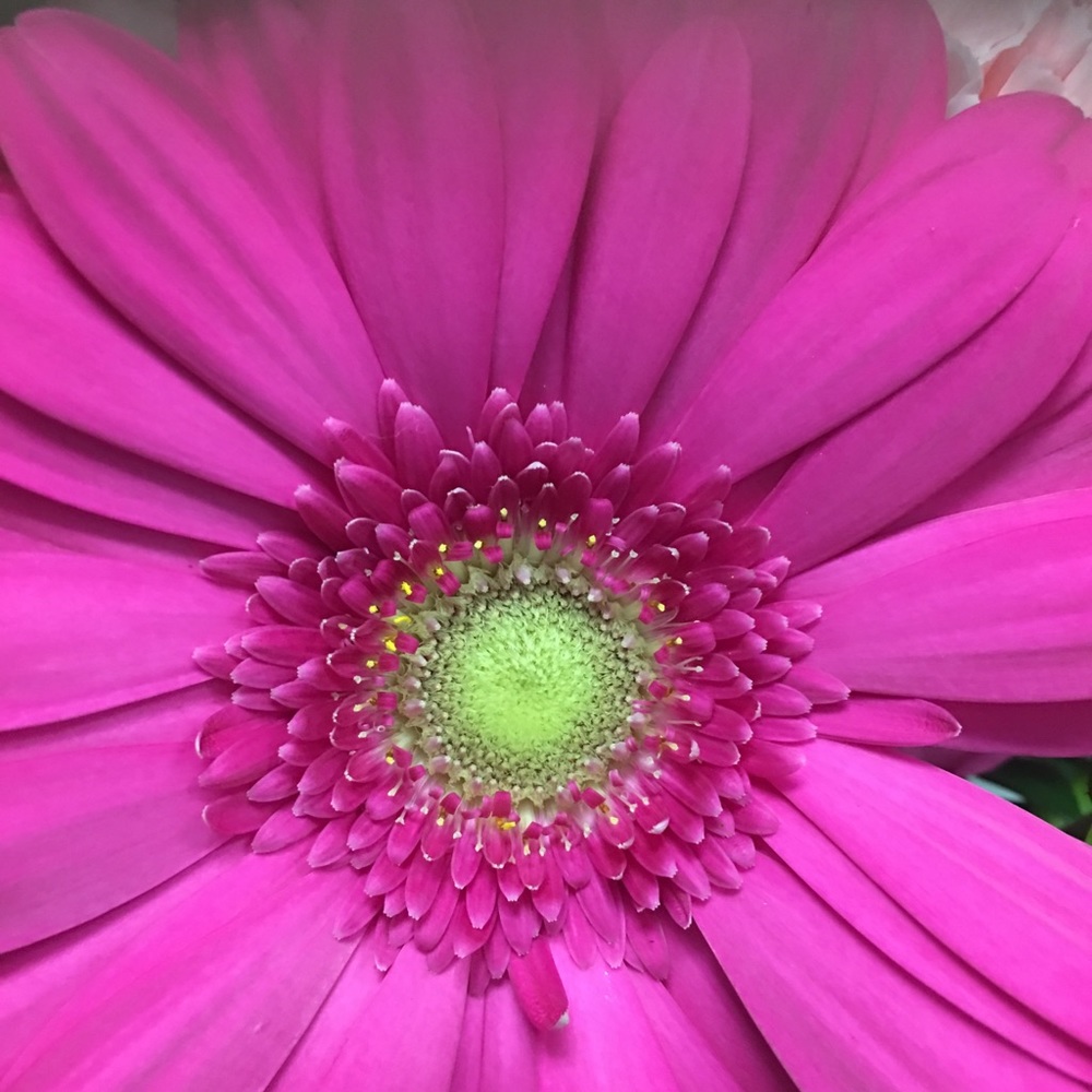 Meet your Posher, Elaine